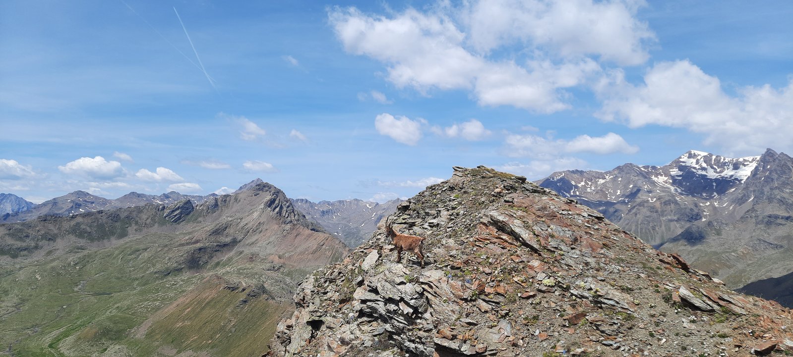 Uno stambecco delle Alpi su una cresta rocciosa nel Parco Nazionale dello Stelvio, con le montagne del gruppo Ortles-Cevedale sullo sfondo